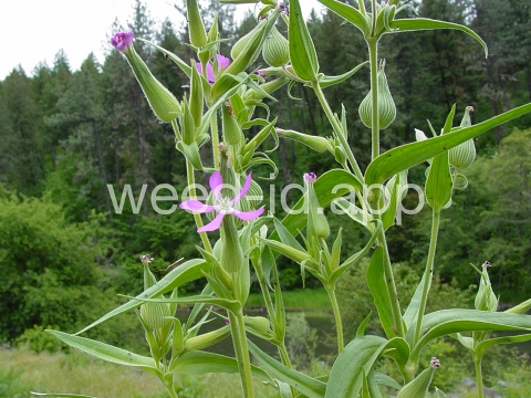 catchfly, cone